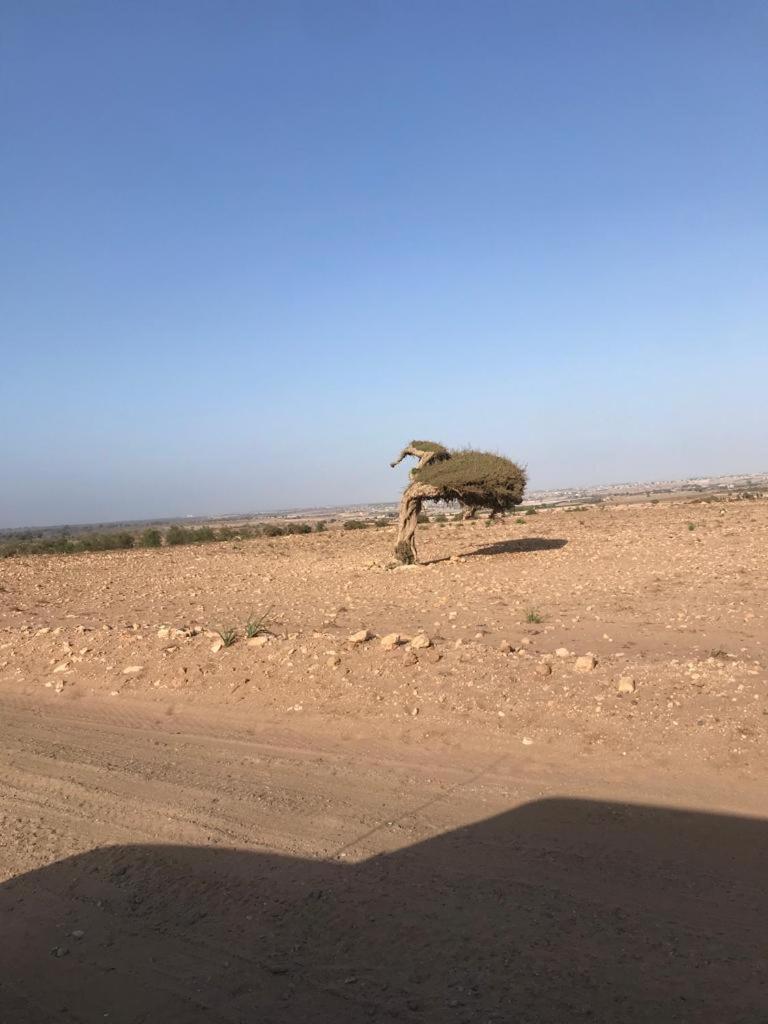 Riad Targante Takate 1 Sidi Bibi Dış mekan fotoğraf
